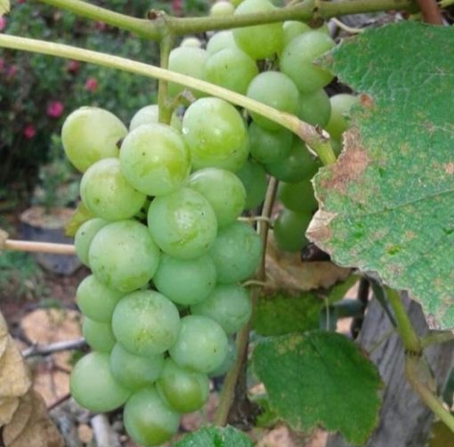 bibit tanaman buah anggur green caroline Pematangsiantar