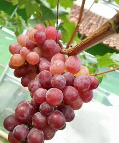 bibit anggur import jupiter unggulan Sulawesi Tenggara