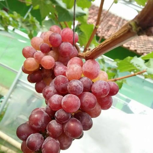 bibit anggur import jupiter unggulan Sulawesi Tenggara