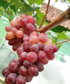 bibit anggur import jupiter unggulan Pematangsiantar