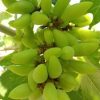 bibit anggur impor banana valid Yogyakarta