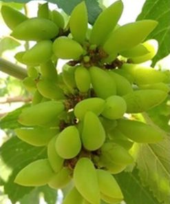 bibit anggur impor banana valid Kepulauan Riau