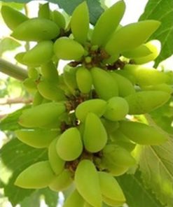 bibit anggur impor banana valid Binjai