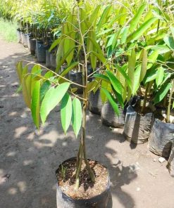 gsp unggul bibit buah durian musangking kaki 3 musang king kaki 3 Bandar Lampung