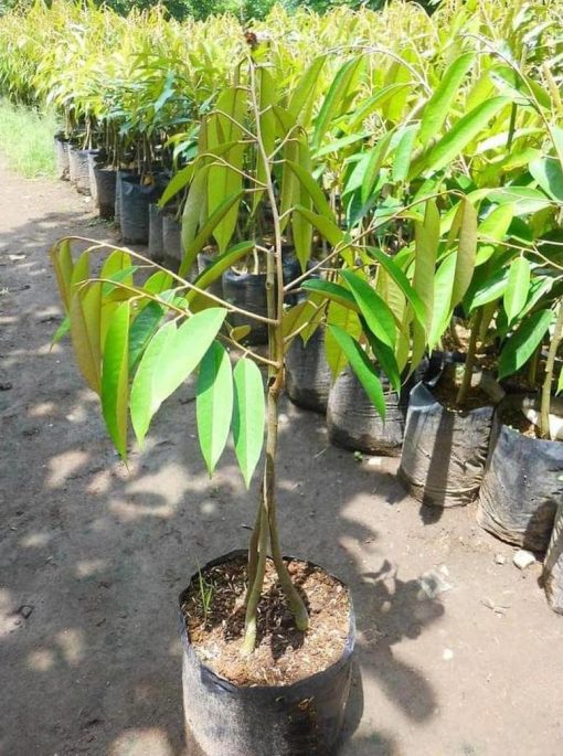 gsp unggul bibit buah durian musangking kaki 3 musang king kaki 3 Bandar Lampung