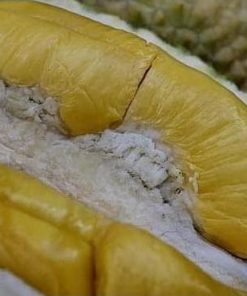 gsp unggul bibit buah durian musangking kaki 3 musang king kaki 3 Dumai