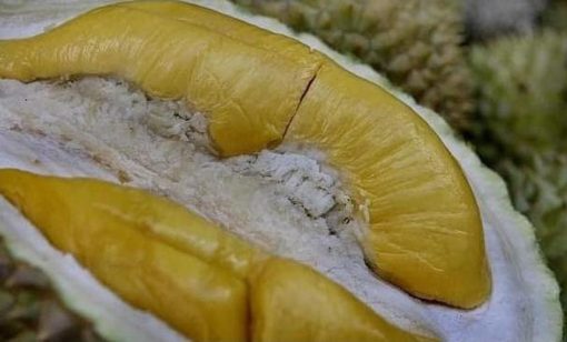 gsp unggul bibit buah durian musangking kaki 3 musang king kaki 3 Dumai