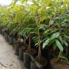 bibit durian merah kaki 3 Sumatra Selatan