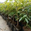 bibit durian merah kaki 3 Samarinda
