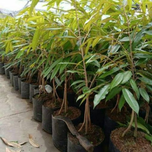 bibit durian merah kaki 3 Payakumbuh