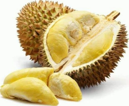 bibt durian montong kaki 3 cepat berbuah Kota Administrasi Jakarta Timur
