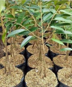bibt durian montong kaki 3 cepat berbuah Kalimantan Utara