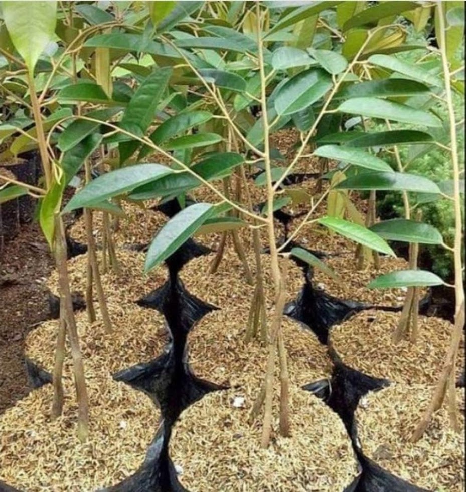 Gambar Produk bibt durian montong kaki 3 cepat berbuah Kalimantan Utara