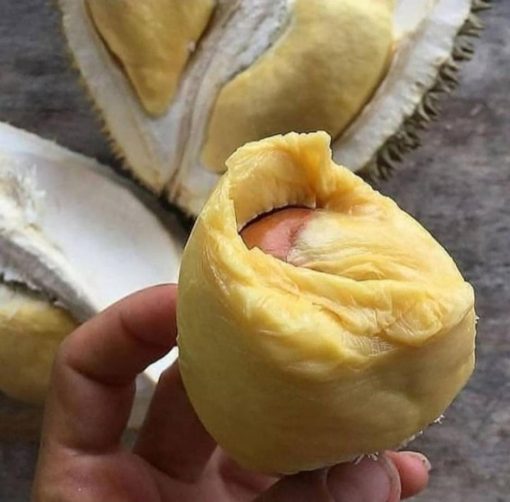 bibt durian montong kaki 3 cepat berbuah Tomohon