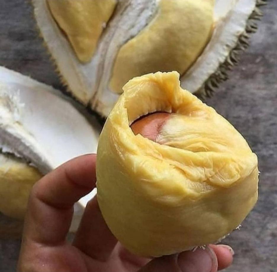 Gambar Produk bibt durian montong kaki 3 cepat berbuah Tomohon