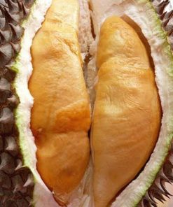 bibit durian jenis udang merah Jayapura