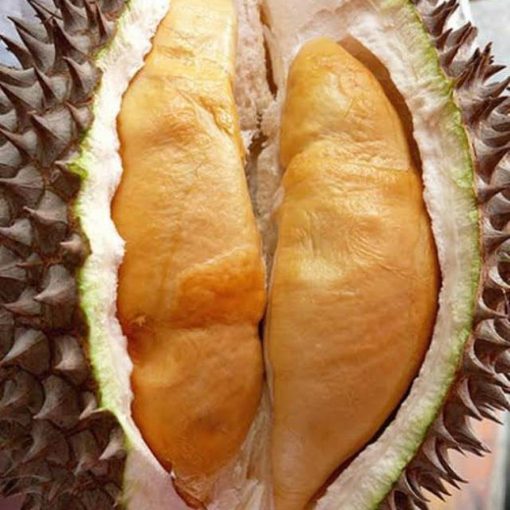 bibit durian jenis udang merah Jayapura