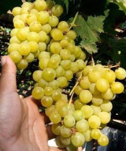 Bibit buah anggur kuning belgia ternurah Anggur kualitas terbaik Tomohon