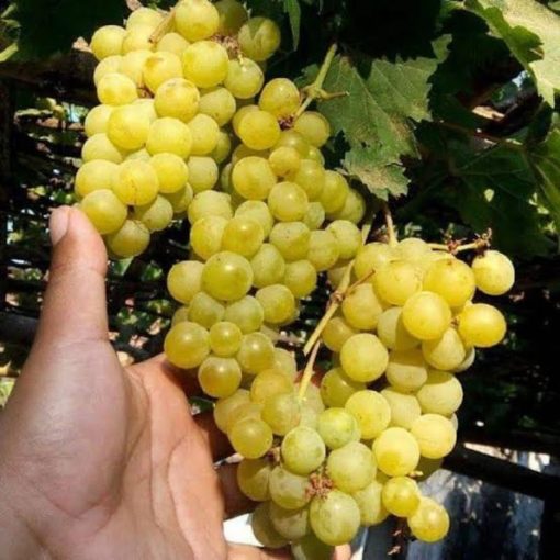 Bibit buah anggur kuning belgia ternurah Anggur kualitas terbaik Tomohon