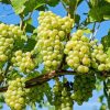 Bibit buah anggur hijau lokal BISA COD Kepulauan Riau