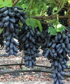 Bibit bibit anggur import MONDROP tanaman buah anggur mondrop BISA COD Padang Sidempuan