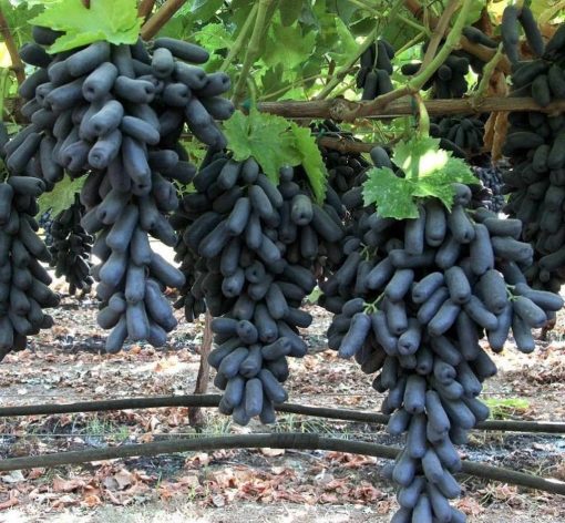Bibit bibit anggur import MONDROP tanaman buah anggur mondrop BISA COD Padang Sidempuan