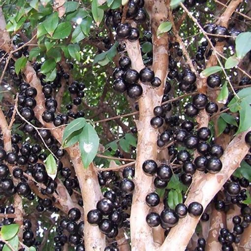 Bibit Anggur Pohon Brazil JABOTICABA Jambi