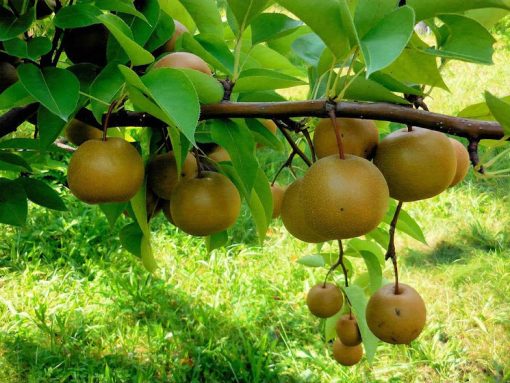 BIBIT APEL PEAR COKLAT CANGKOK Banjar