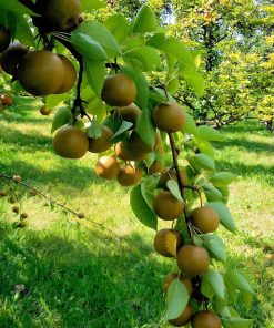 BIBIT APEL PEAR COKLAT CANGKOK Batu