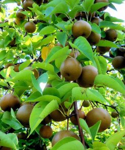 BIBIT APEL PEAR COKLAT CANGKOK Sumatra Selatan