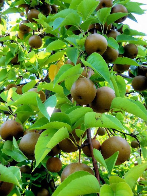 BIBIT APEL PEAR COKLAT CANGKOK Sumatra Selatan