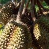 bibit durian montong kaki 3 Metro