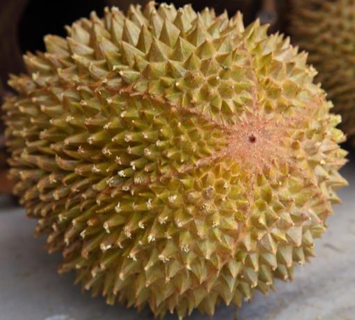 bibit durian musangking kaki 3 Kotamobagu