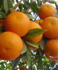 bibit jeruk sunkis mantab bibit jeruk bibit jeruk sunkist Kota Administrasi Jakarta Timur