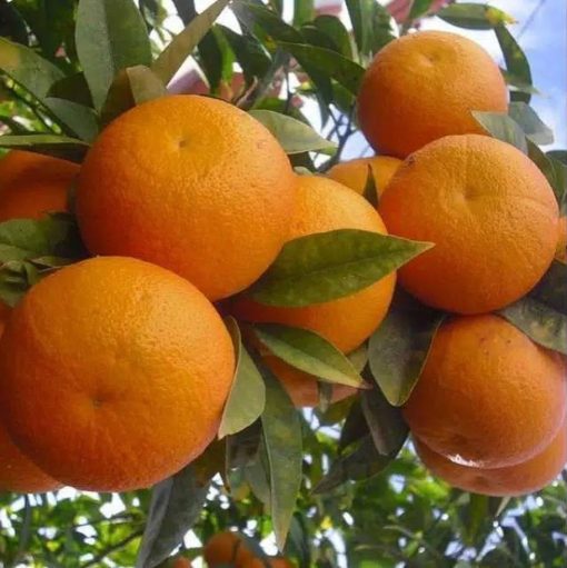 bibit jeruk sunkis mantab bibit jeruk bibit jeruk sunkist Bangka Belitung