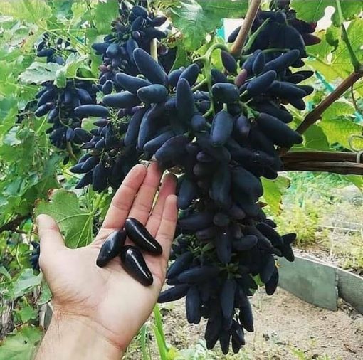 bibit anggur import mondrop Anggur grafting Daerah Istimewa Yogyakarta