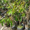 bibit tanaman durian duri hitam okulasi unggul Bengkulu