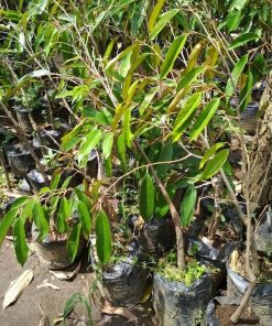bibit tanaman durian duri hitam okulasi unggul Sumatra Selatan