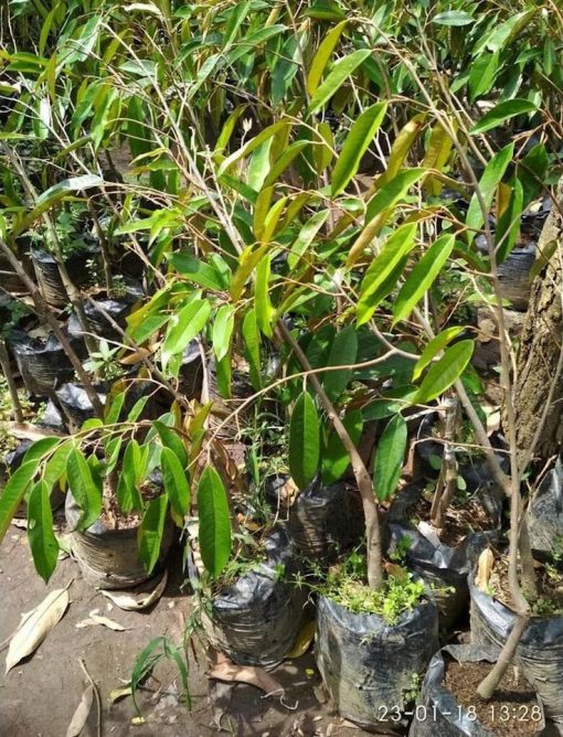 bibit tanaman durian duri hitam okulasi unggul Sumatra Selatan