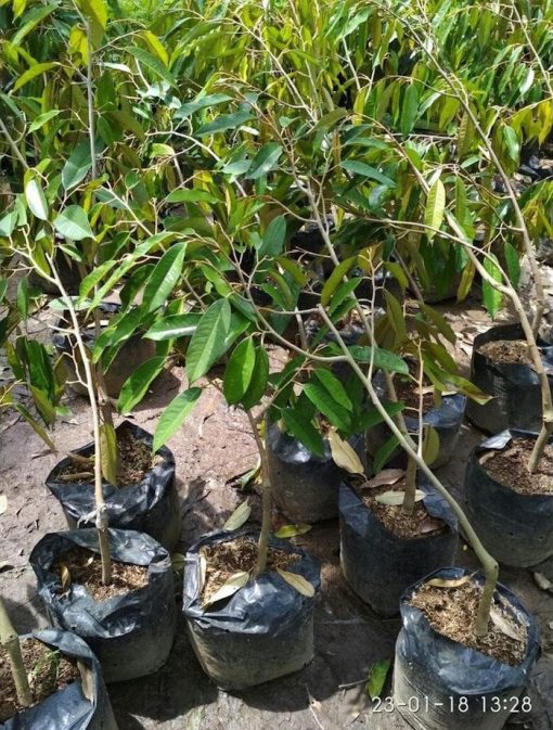 bibit tanaman durian duri hitam okulasi unggul Maluku Utara