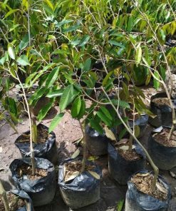 bibit tanaman durian duri hitam okulasi unggul Sulawesi Utara