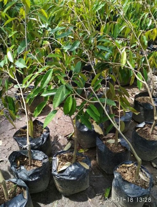 bibit tanaman durian duri hitam okulasi unggul Sulawesi Utara
