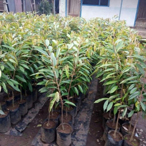 bibit durian montong okulasi super Jawa Barat