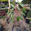 langsung kirim pohon durian musang king tinggi 1 meter Sumatra Utara