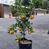 bibit jeruk santang madu Medan