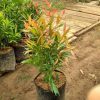 bibit bunga pucuk merah Sungai Penuh