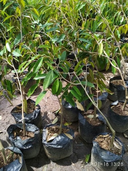 bibit tanaman durian duri hitam okulasi unggul Sulawesi Tenggara