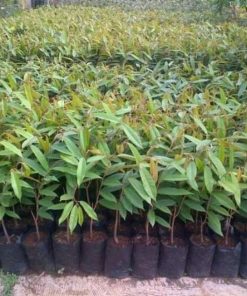 bibit tanaman durian duri hitam unggul cepat berbuah super murah Papua