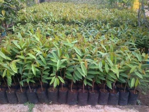 bibit tanaman durian duri hitam unggul cepat berbuah super murah Papua