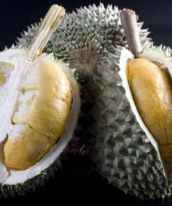 bibit tanaman durian duri hitam unggul cepat berbuah super murah Salatiga